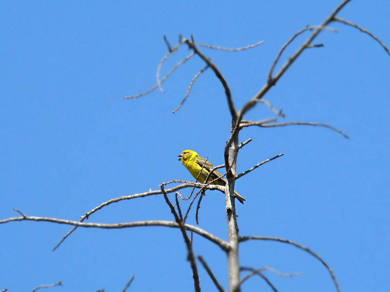 Verzellino...la seguenza del canto